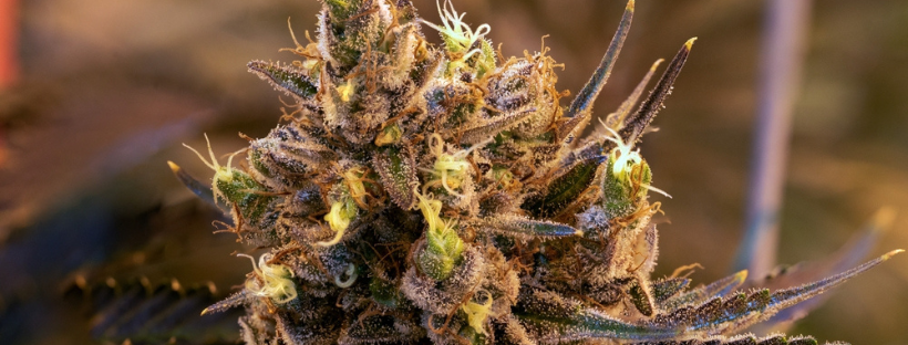 Should You Use Delta-8-THC Instead Of THCA