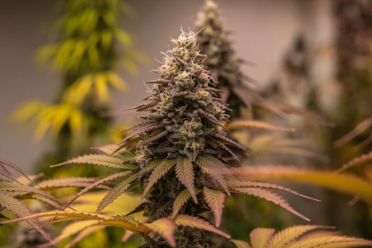 Understanding Potency and Effects