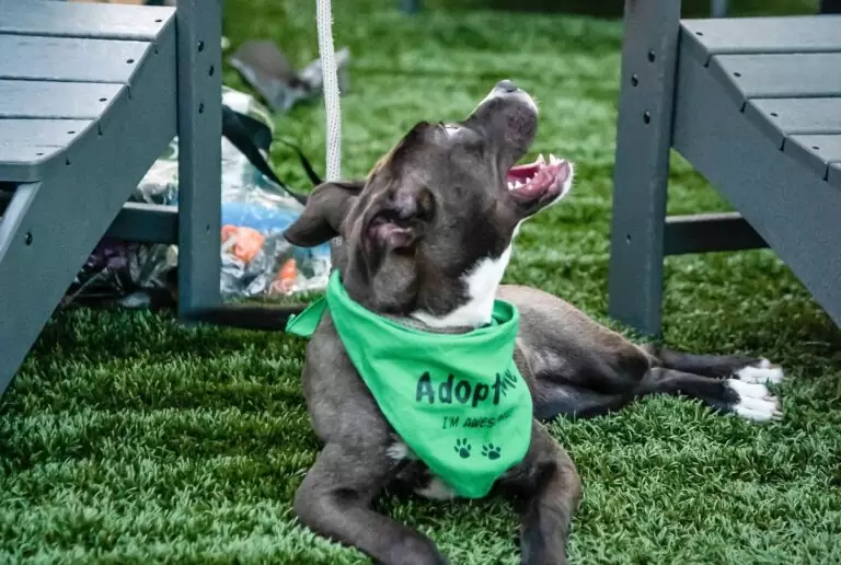 Pup