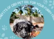 CBD Pet Oil