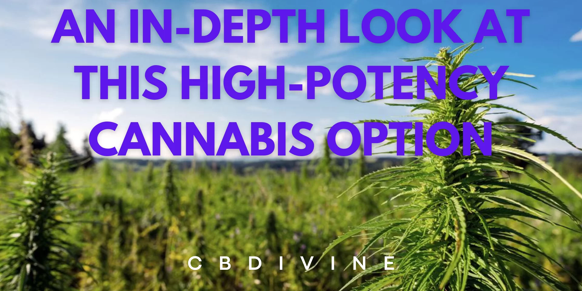 an in depth look at this high potency cannabis option